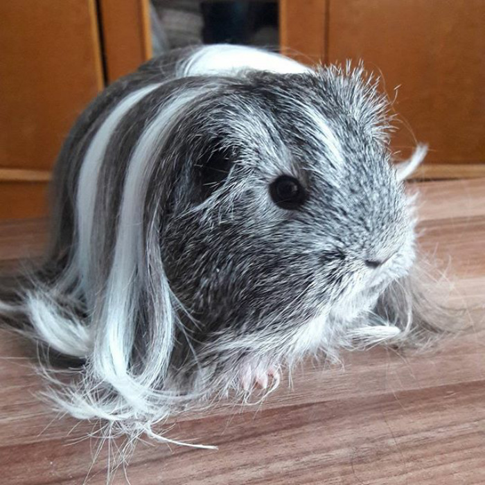 Long-haired-guinea-pigs