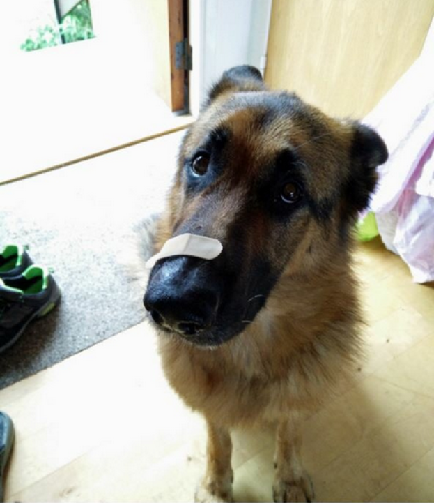 собаки которые смущены происходящим