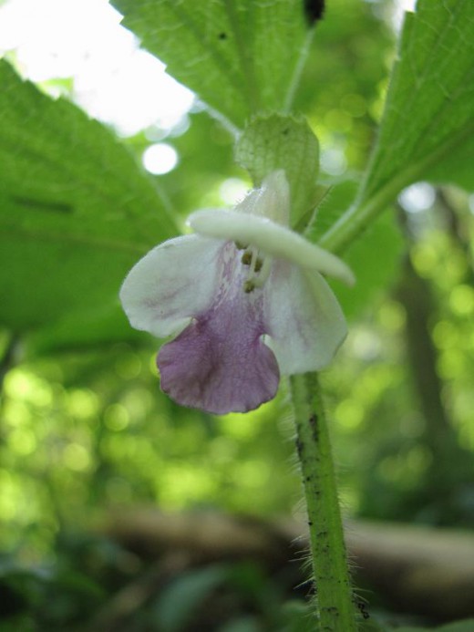 Цветок Кадило