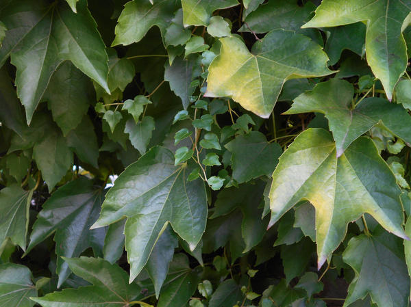 Виноград девичий триостренный (Parthenocissus tricuspidata)