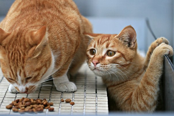 Без кота и жизнь не та Без кота и жизнь не та спасет, животное, спасёт, припёрсси , такую, свободу , хочет , режут, рядом, Потому, слезами , Горькими, плачет , Котэматрёшка Кот, лапки , пострадало , взгляда , планету , последний, Любовь