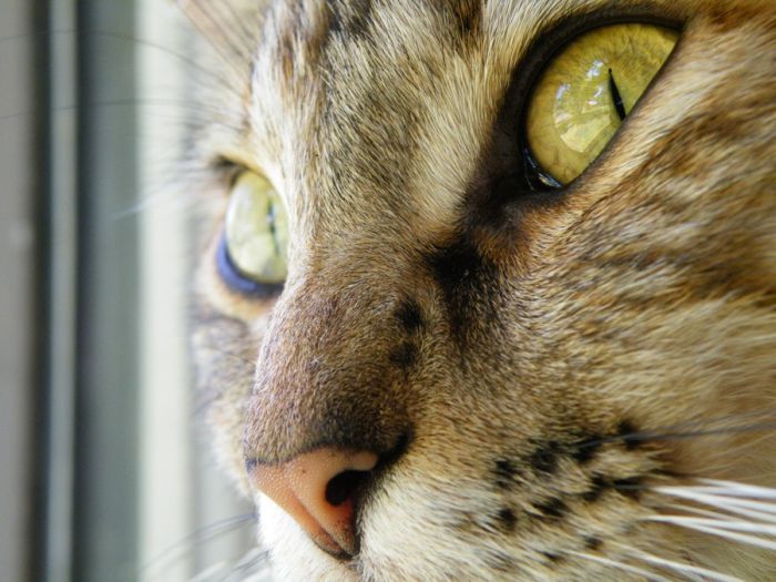 Смешные и просто красивые фотографии кошек (136 фото)