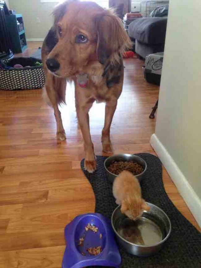 когда собаки ведут себя как люди 