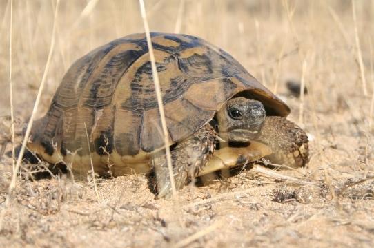 Как определить возраст сухопутной черепахи? Два простых способа