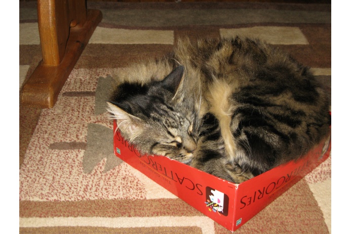 Во сне кошки сменяют множество позиций. Это связано с тем, что усатые очень чутко спят