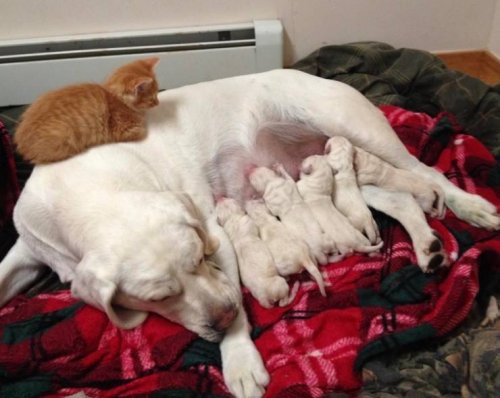 26 фотографий с животными, которые подарят позитив и вызовут улыбку 26 фотографий с животными, которые подарят позитив и вызовут улыбку mir-interes.info