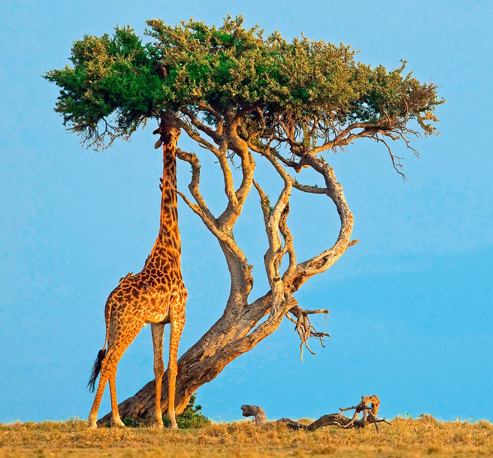 До таких деревьев способны дотянуться лишь жирафы и слоны. И то, последним это не всегда удаётся, поэтому животные попросту ломают ствол, чтобы добраться до питательных плодов на самой верхушке. 