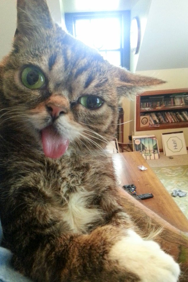 НЕфотогеничные кошки... Да, да, и такие бывают!