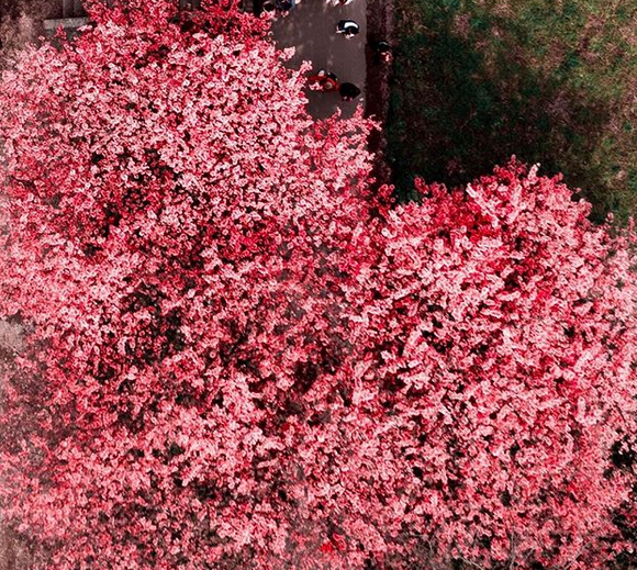 Фотограф заснял, как в Токио ″внезапно″ зацвела сакура. И это что-то! Фотограф заснял, как в Токио ″внезапно″ зацвела сакура. И это что-то! страны,туризм