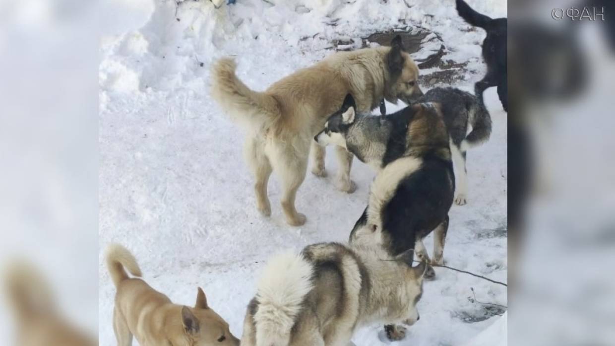Крымчане призывают серьезно наказывать чиновников, отвечающих за вылов бездомных собак