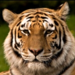 Опять булкохрусты вопят, что СССР не дотянул до РИ в 13-м году, а вот РФ!!! Опять булкохрусты вопят, что СССР не дотянул до РИ в 13-м году, а вот РФ!!! россия