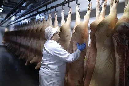 В России резко подорожали свиньи