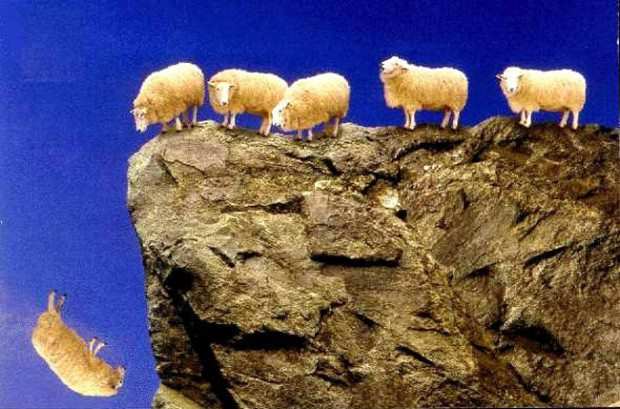 Почему овцы совершают массовые самоубийства загадки,спорные вопросы