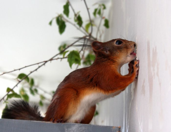 Животные, белка, позитив