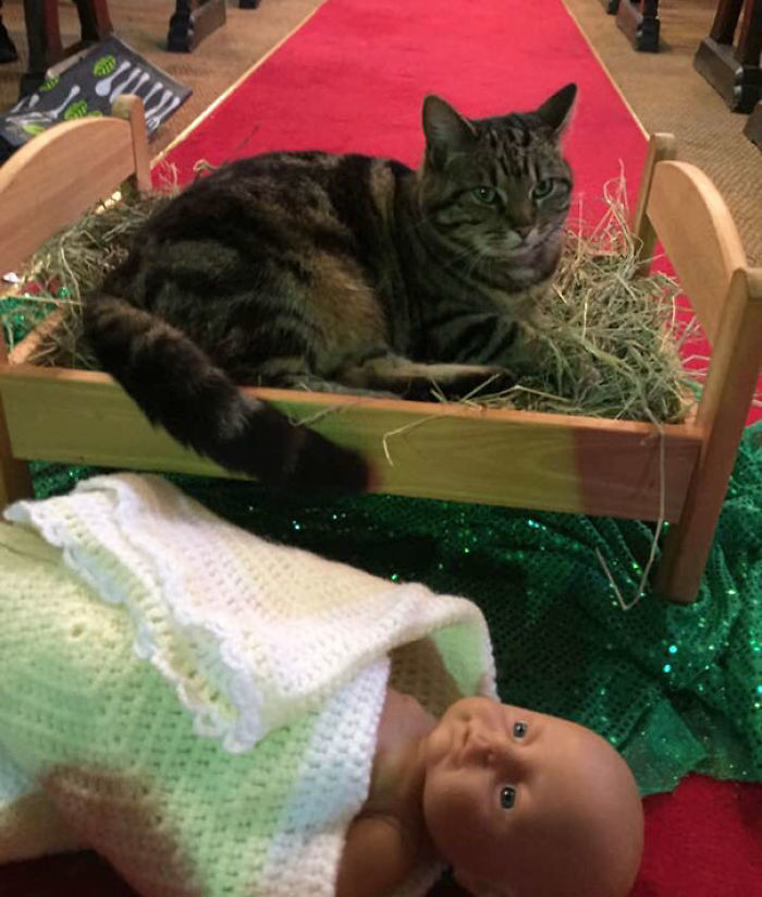 At My Friend's Church, The Church Cat Has Evicted The Baby Jesus From The Manger