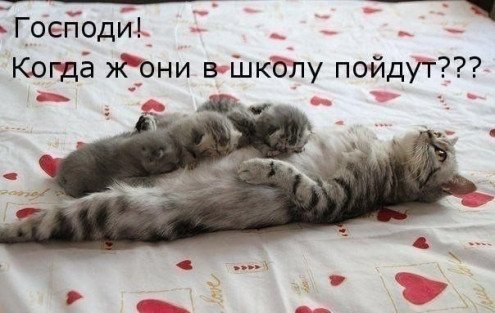 ЖИЗНЬ ЖИВОТНЫХ  Сначала, милота, настроения             , жизненные, ситуации                                                               