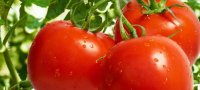 Когда и как нужно сеять на рассаду помидоры?