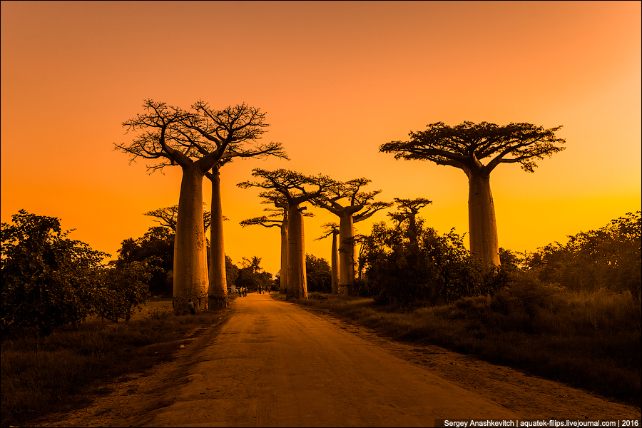 Avenue of the Baobab / Аллея Баобабов