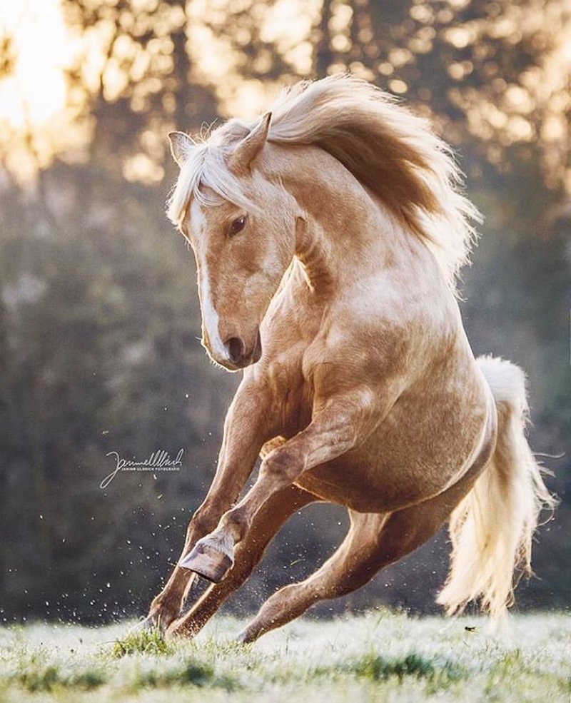 15 впечатляюще красивых фото лошадей, вызывающих неподдельный восторг