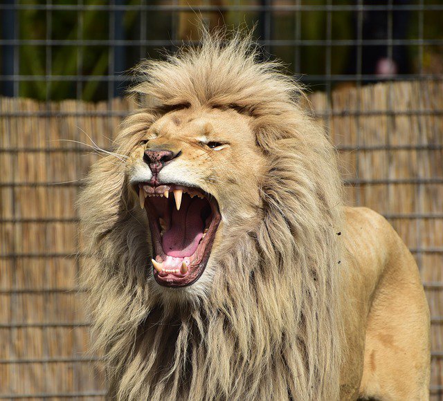 В США убит лев с двойным комплектом зубов