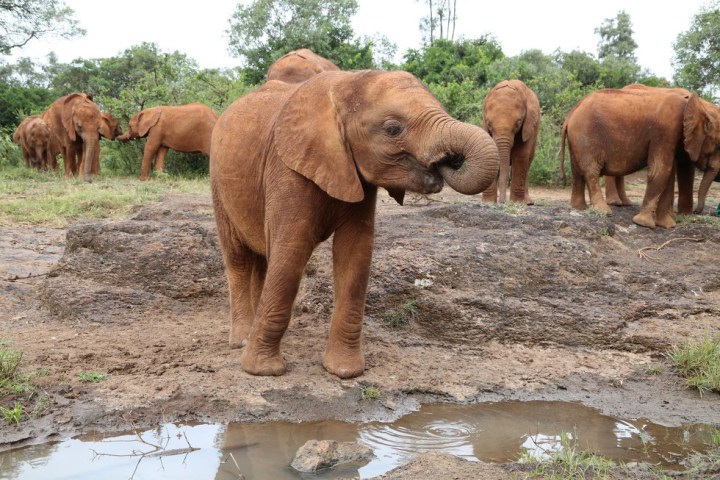 слоненок сирота помогает другим преодолеть боль 