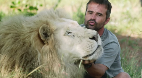 Спасение льва в рекламе стоматологии