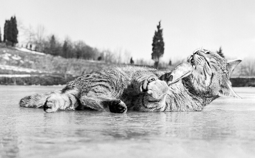 15 работ фотографа, который 75 лет снимал кошек 15 работ фотографа, который 75 лет снимал кошек снимал, который, фотографа, работ, котенка, коты15, Уолтер, кошекУолтер, начал, постоянно, снимки, кошек, принесли, именно, кошекЧандоха, стали, появилась, домой, локомотивом, сравнила