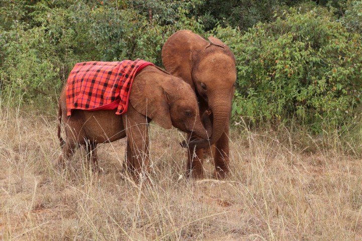 слоненок сирота помогает другим преодолеть боль