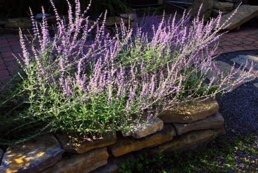 Перовския лебедолистная (Perovskia atriplicifolia)