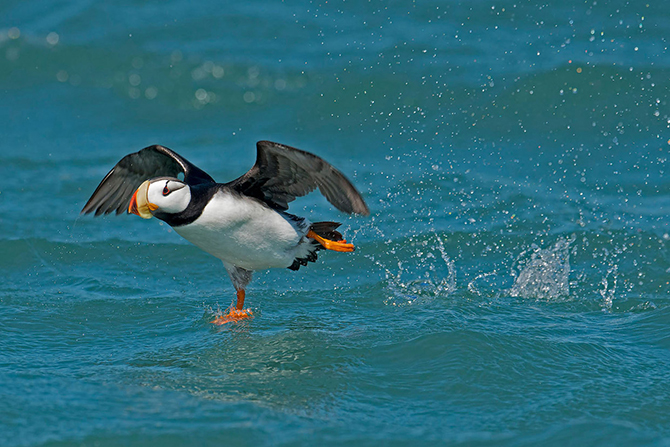 Птичий конкурс Audubon Photography Awards 2015