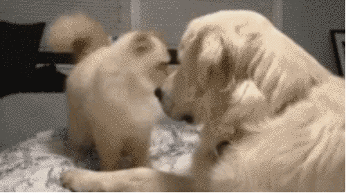 Собаки тоже подлецы: 17 жутко самодовольных морд