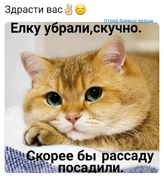 Без кота и жизнь не та Без кота и жизнь не та спасет, животное, спасёт, припёрсси , такую, свободу , хочет , режут, рядом, Потому, слезами , Горькими, плачет , Котэматрёшка Кот, лапки , пострадало , взгляда , планету , последний, Любовь