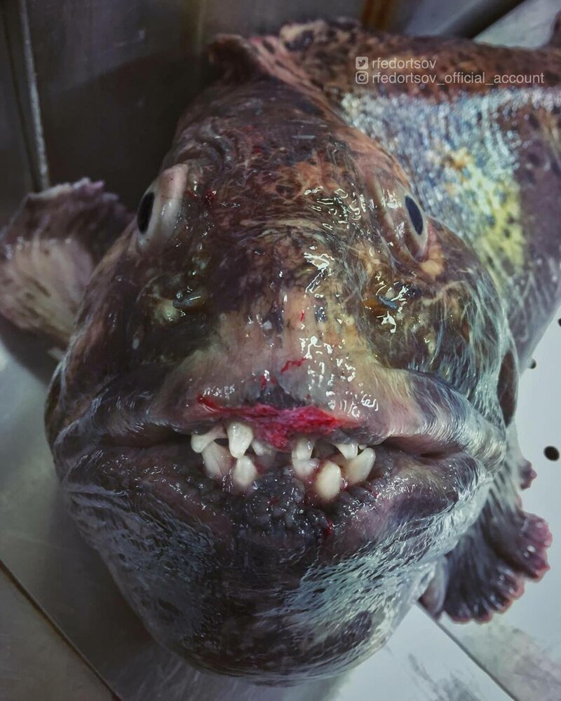 16 новых снимков зловещих и удивительных жителей глубин от мурманского рыбака