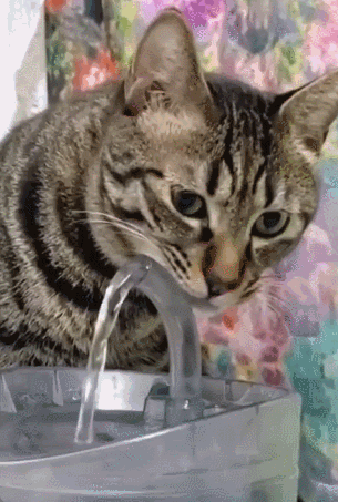 ЖИЗНЬ ЖИВОТНЫХ  Сначала, милота, настроения             , жизненные, ситуации                                                               