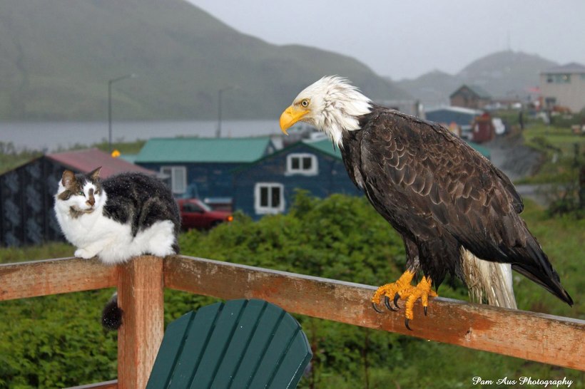 Город на Аляске, где орланов больше, чем ворон, а значит, у людей большие проблемы