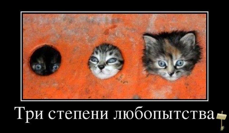 Смешные и забавные кошки Смешные и забавные кошки