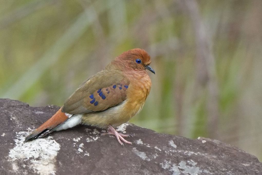 Голубоглазая земляная горлица (лат. Columbina cyanopis)