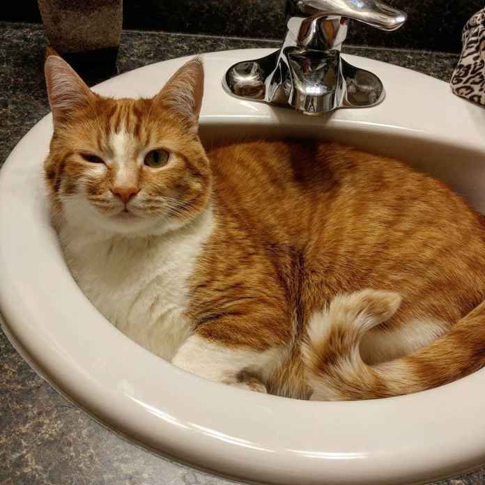 Без кота и жизнь не та