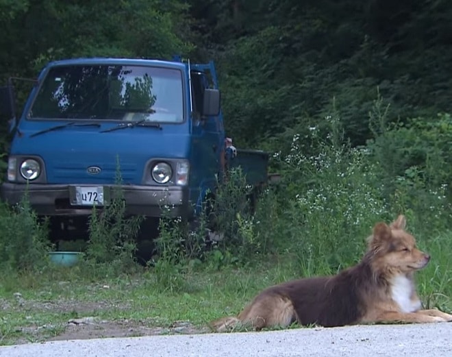 Собака и машина