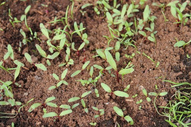 Весенний посев свеклы: как не совершить ошибок? огород,свекла