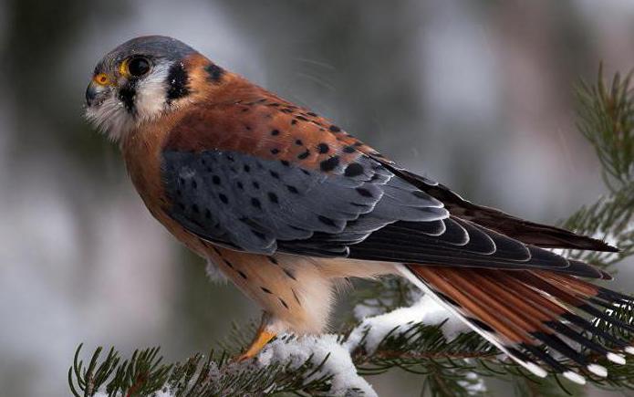 Птица балобан — описание, образ жизни и среда обитания