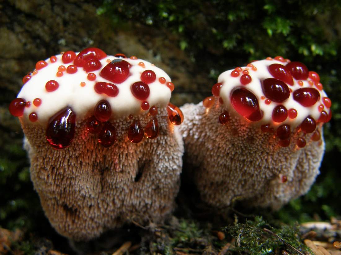 Hydnellum-peckii_03.jpg