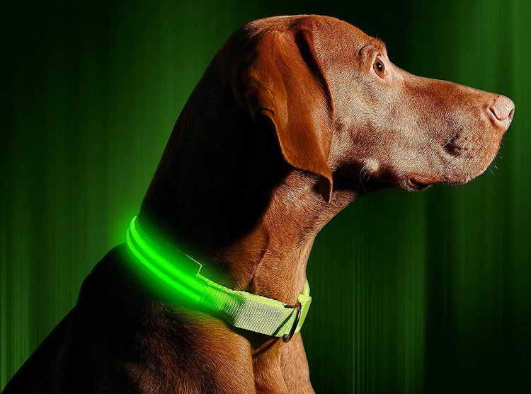 Ошейник с подсветкой для выгула собаки в темноте ошейник, можно, будет, очень, сделать, ошейника, просто, следует, должны, время, собаку, процессе, качества, лента, высокого, выбрать, заметно, почти, предотвращают, светоотражающей