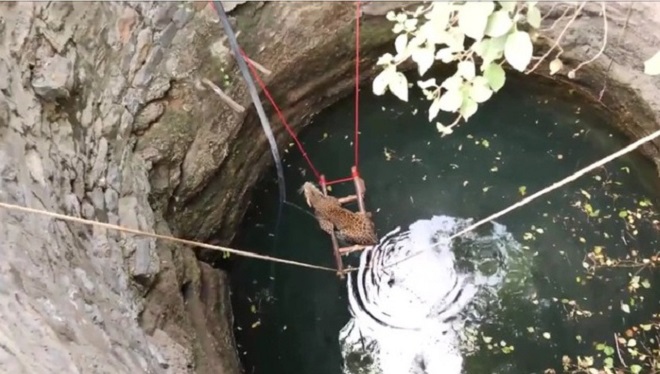 Пленница в воде: самка леопарда оказалась в колодце, и людям пришлось разработать план по ее спасению