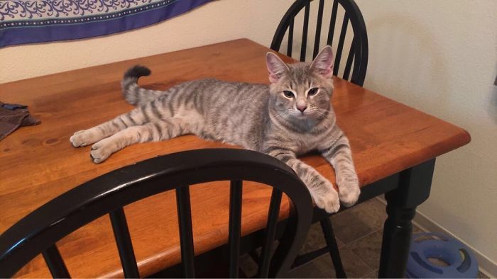 30 случаев, когда люди думали, что у них нет кота, но вот же он