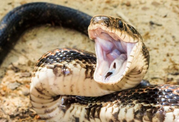 Ученые сравнили скорость укуса ядовитых и неядовитых змей