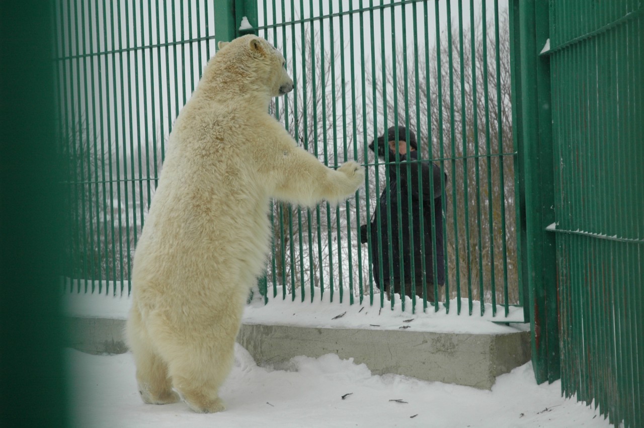 Спасение медвежонка wwf, белый медведь, детки, животные, звери, зверята, малыши, медведи, медвежонок, мимими