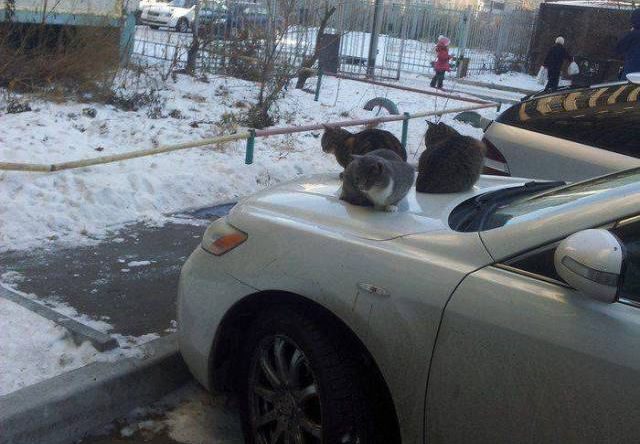 Лучшие фотоприколы