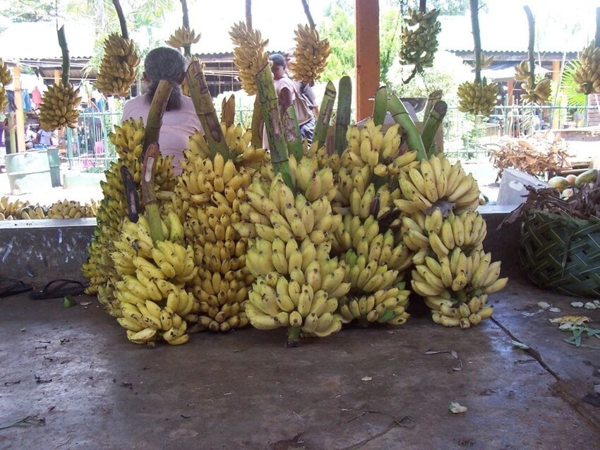 12 причудливых видов бананов, которые поразят своим цветом и вкусом бананы, банан, Однако, приятный, который, внешне, которые, равно, ingens, Бальбиса, бананов, могут, сантиметров, почти, вкусу, можно, сладкий, Плоды, вкусны, получится