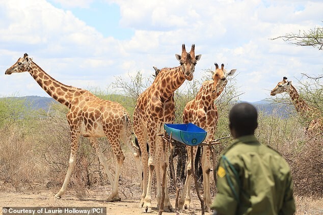  в Кении жирафов спасли с затопленного острова 